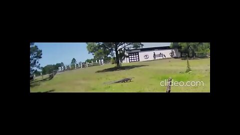 Slow Walking Gator Easter Sunday 2022 Venus Ranch