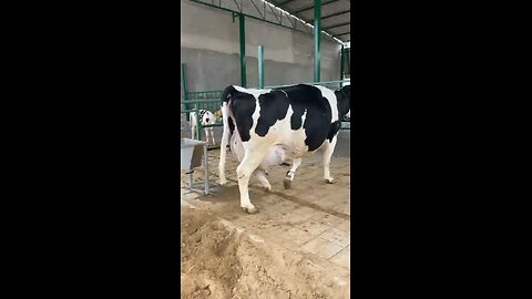 Highly 🥛 milk campticy cow 🐄 50+