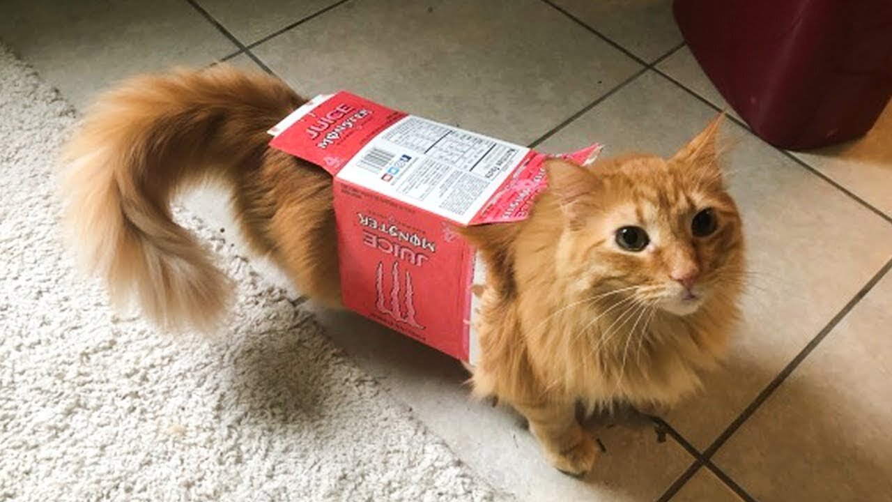 Funny cat and small kid playing