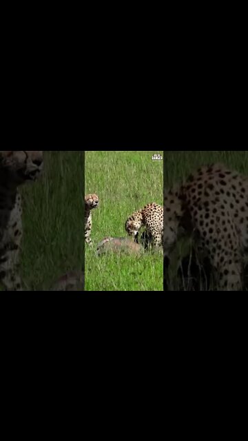 Cheetah Coalition Feed (Tano Bora) | Saturday #shorts