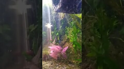 This Is How You Do It Right For Bettas