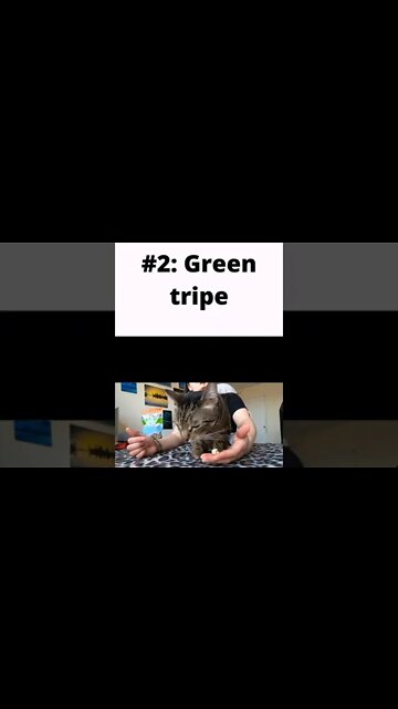 Healthy cat treats live taste testing! 🥩 #cattreats #catnutritionist