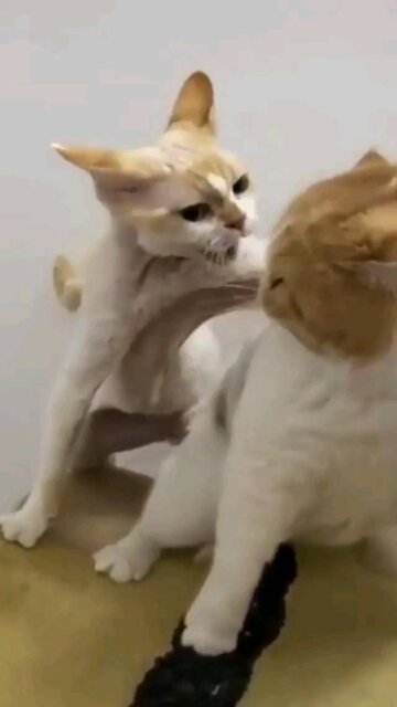 Funny Cats 🤣🤣
