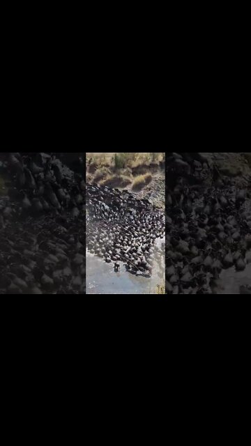 The Greatest Show On Earth | #shorts #giveityourbestshort