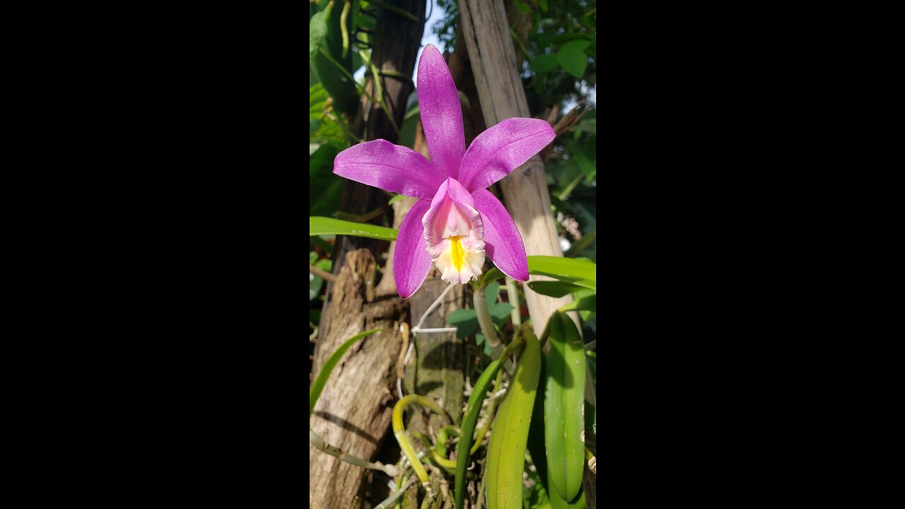 Veja a flor dessa orquídea