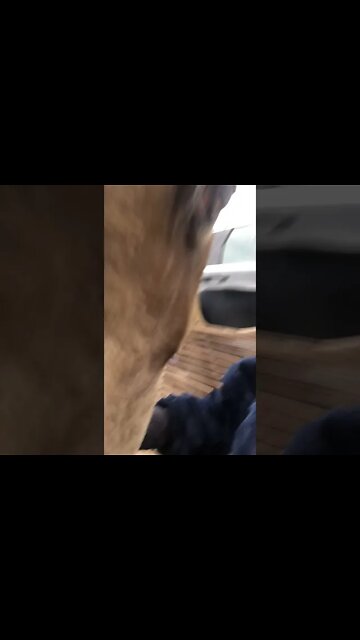 Arthur the rescue horse says hello