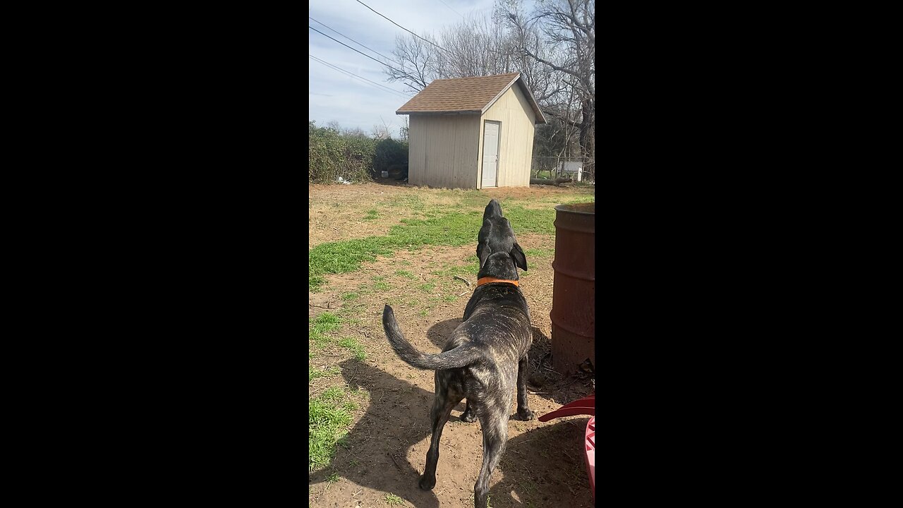 My dog hates the tornado sirens