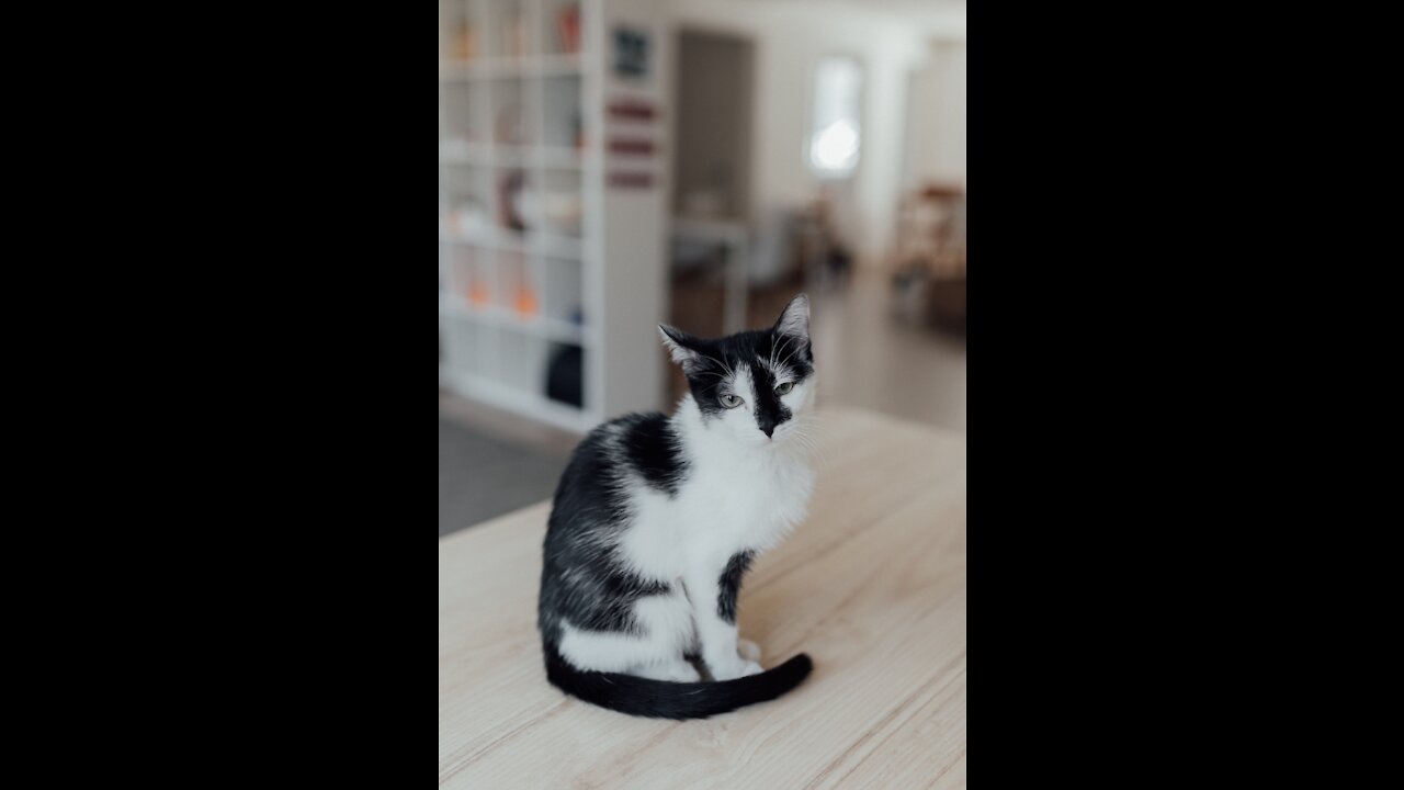 Funny animals compilation #91.