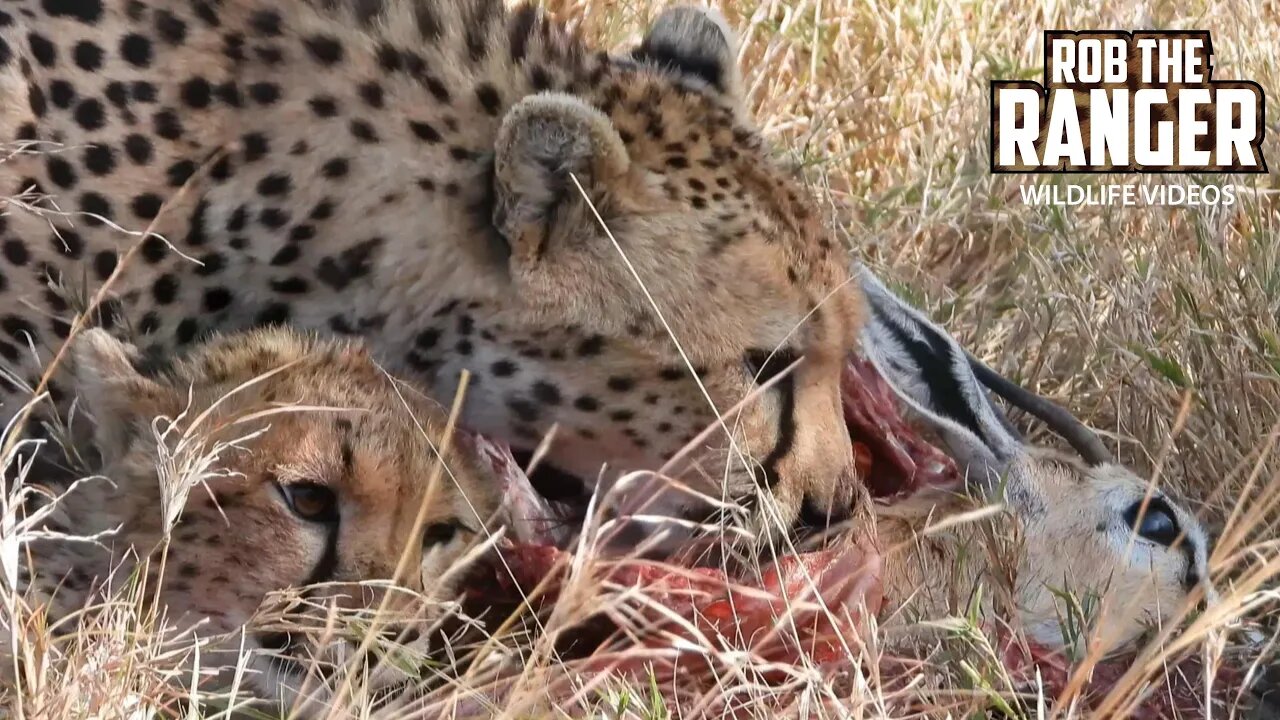 Cheetah Family Finishing A Gazelle Meal | Maasai Mara Safari | Zebra Plains