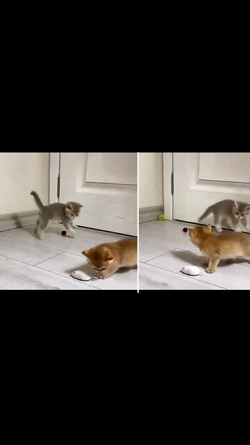 Kitten play and jump and play as a friend