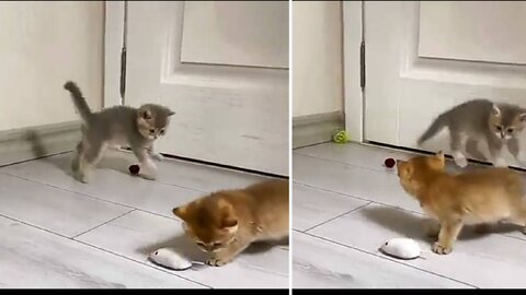 Kitten play and jump and play as a friend