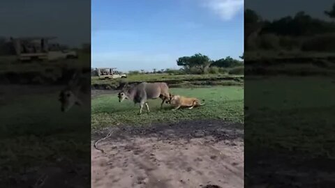 Dont´t look back - Lioness unsuccessfully trying to eat giant Eland