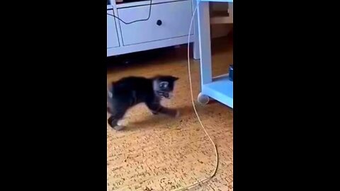 Funny cute cats