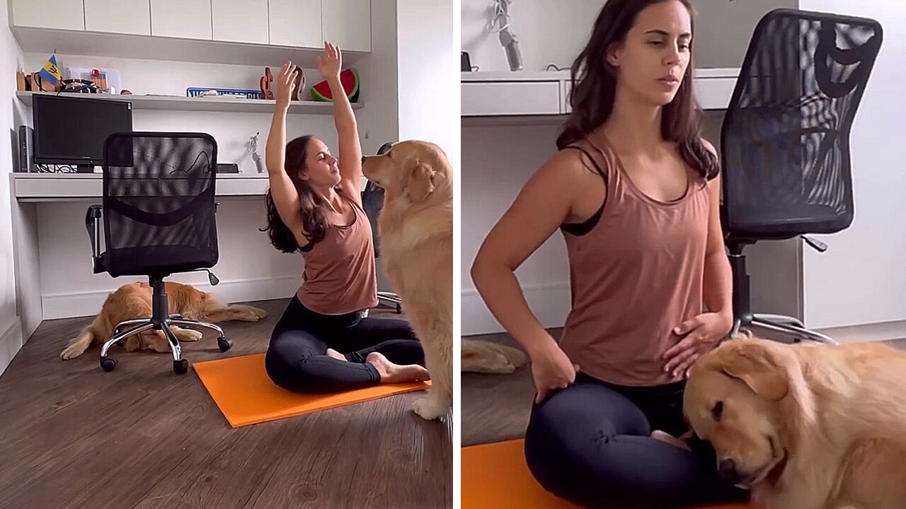 Dogs Have Very Different Reactions To Yoga Session