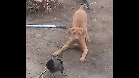 The dog and the chicken