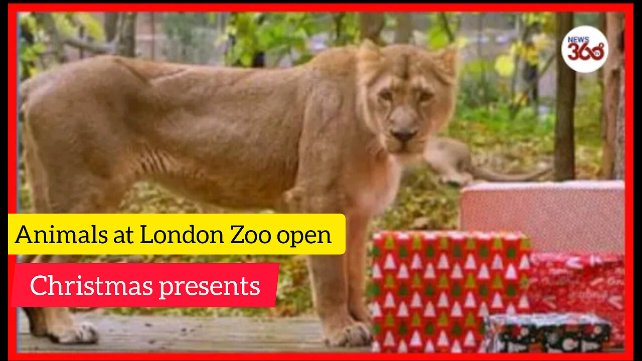 Animals at London Zoo open Christmas presents