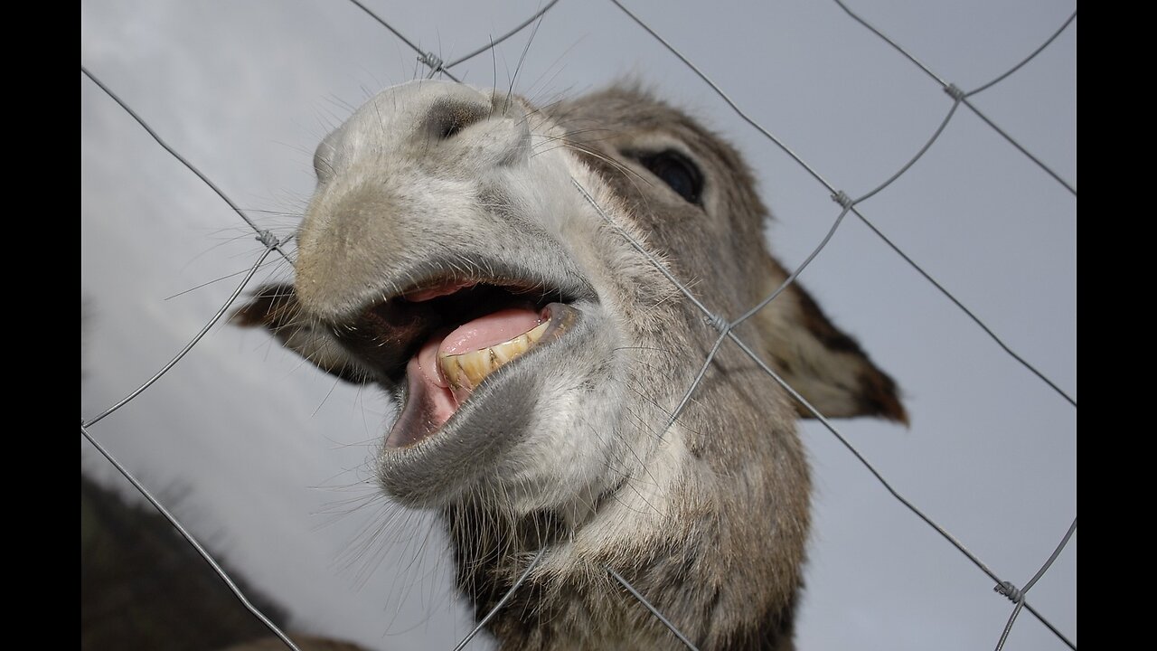 Funny animals