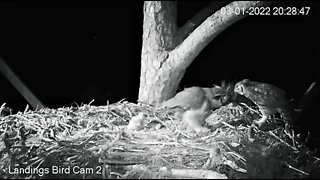 Dad Brings In More Dinner-Cam Two 🦉 3/1/22 20:28