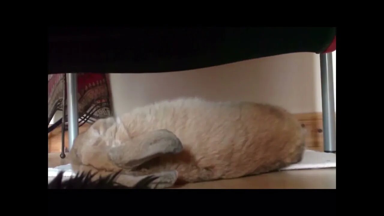Bunnies flop over when they feel completely safe