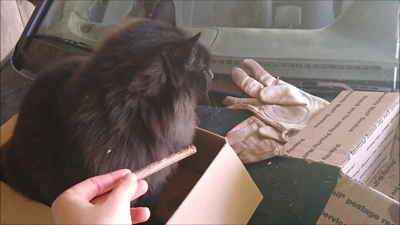 The Quick and the Dead (Leaves) - Fluffy and Blu-ray Frolic and Purr