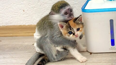 Baby monkey chooses his best friend kitten