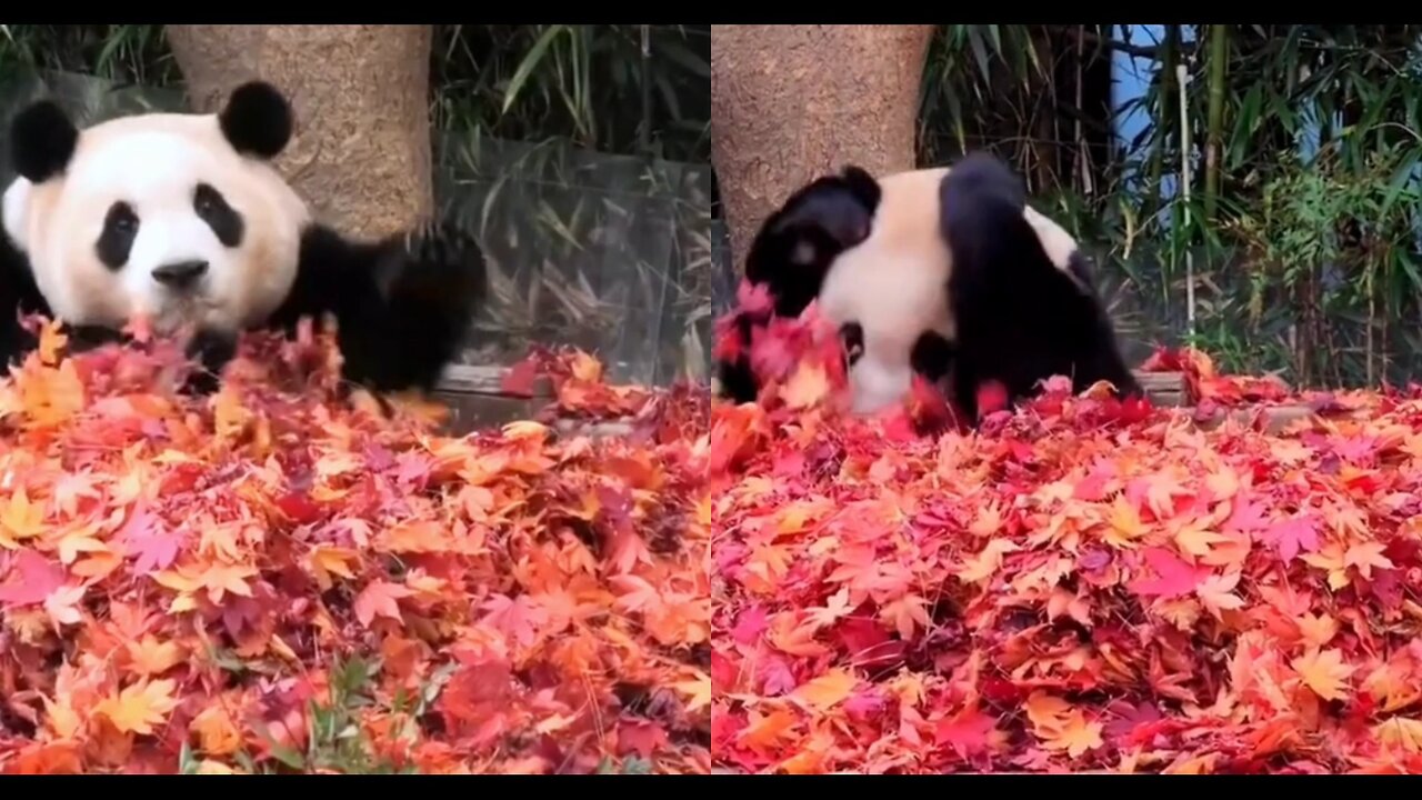 A romantic scene: pandas are enjoying a maple bath.