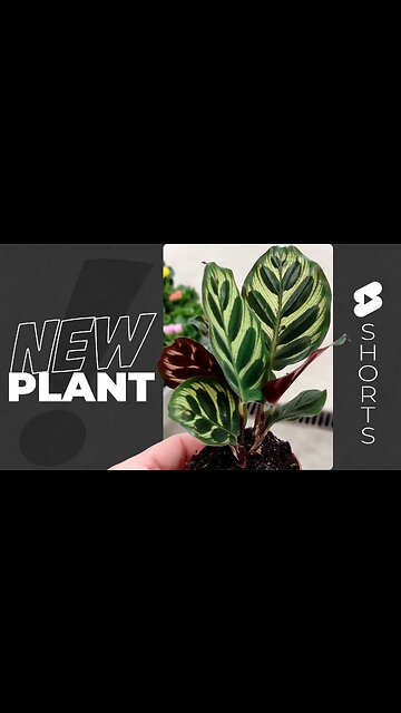 A Stroll Through the Garden Centre - Bonsais & A New Office Plant #SHORT