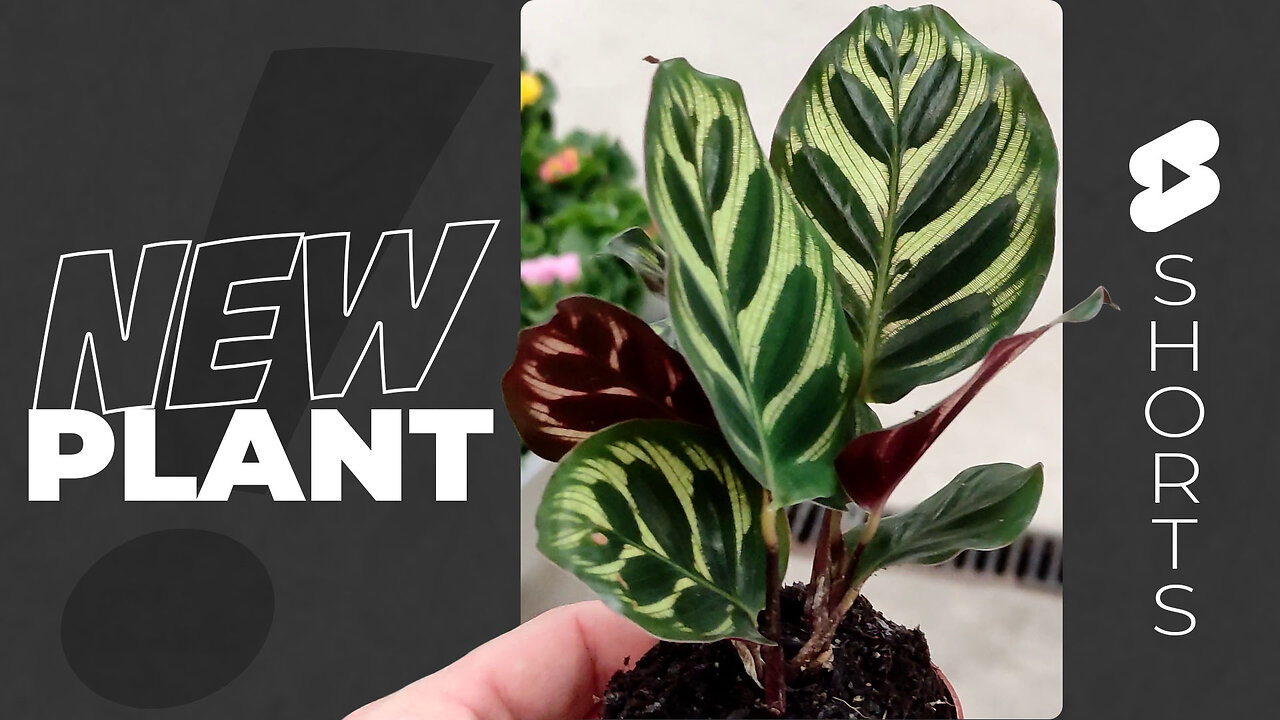 A Stroll Through the Garden Centre - Bonsais & A New Office Plant #SHORT