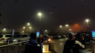 Birds in Texas parking lot swarm outside Cheesecake Factory