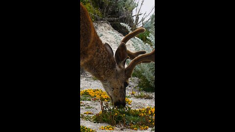 Morning encounter with the majestic deer 🦌