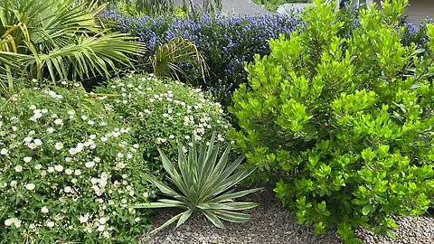 Mediterranean style garden in the Pacific Northwest