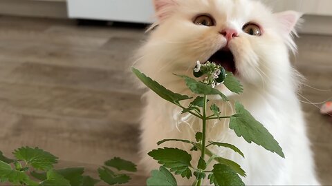 Trust Your Kitty With Catnip