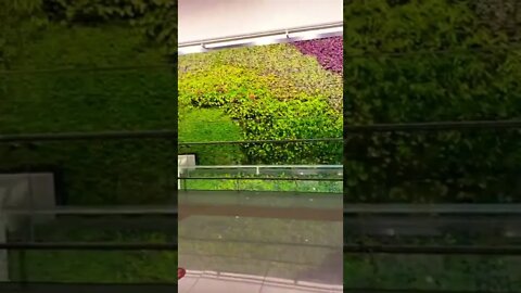 #subscribe #lifeinoman #short #beautiful #nature #oman #support #muscatairport #pakistanairline