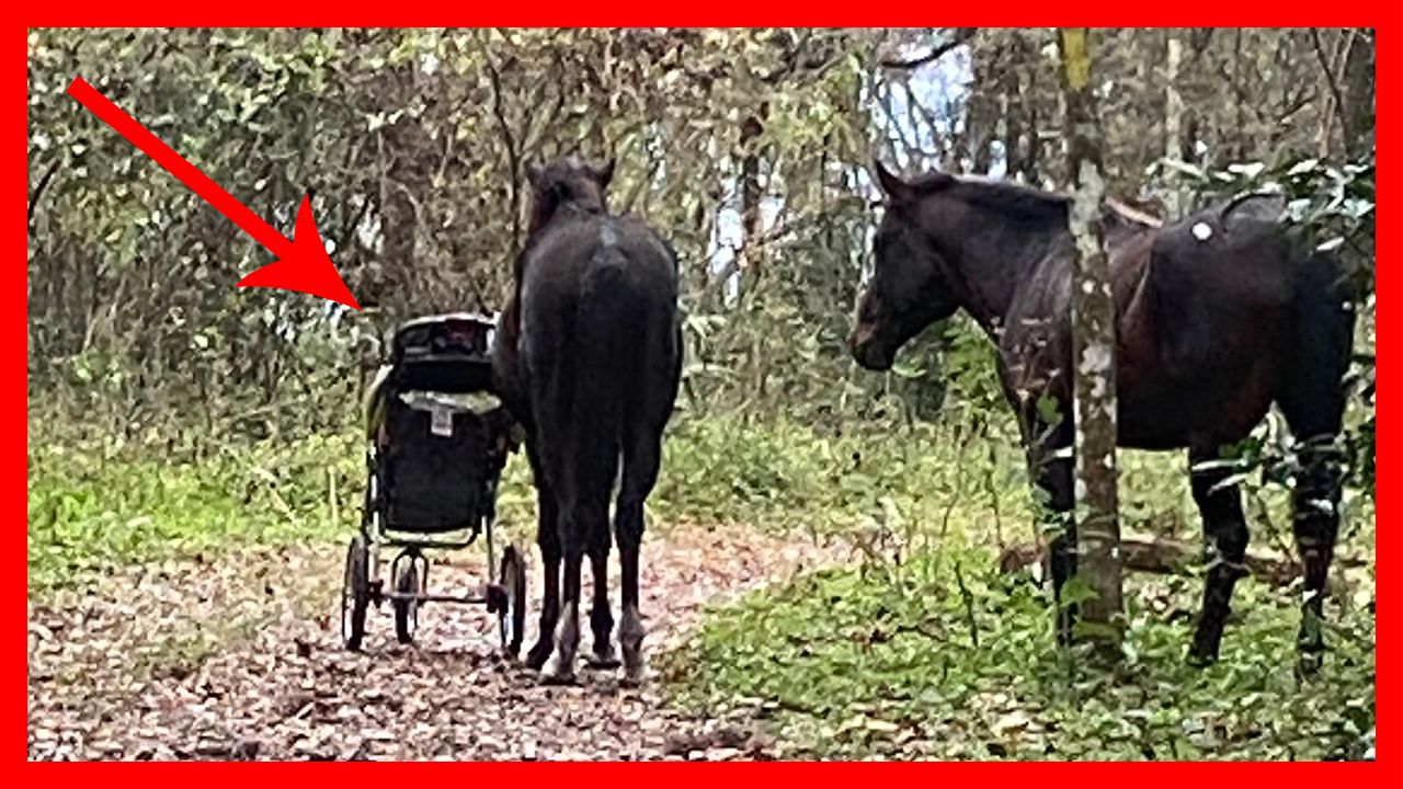 Watch: Horses consider taking perambulator (without baby) from couple but decide against it