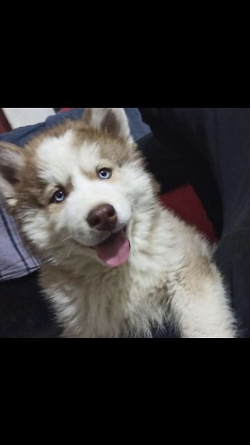 Husky kid is afraid of the piece of paper 😂😂🤔