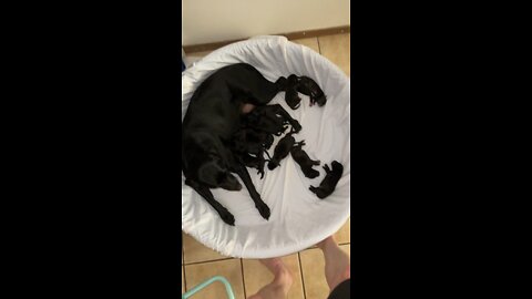 Abigail and 11 puppies