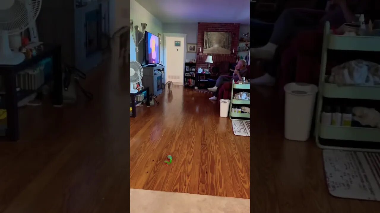 Why do Cats go Crazy like this?