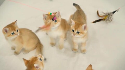 KITTENS 4K |Cute KITTEN Playing VIDEOS in 4K 🧡🧡🧡