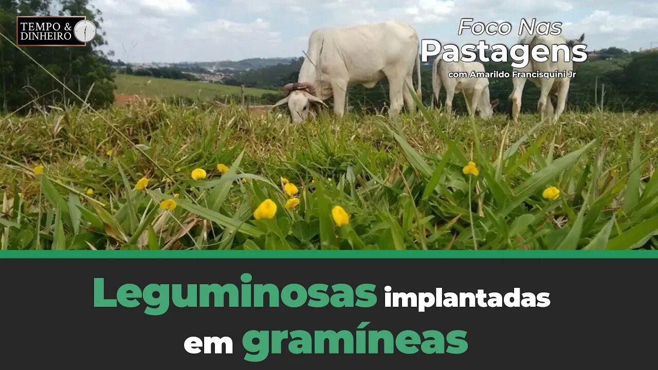 Leguminosas implantadas em gramíneas. Saiba mais em Foco nas Pastagens