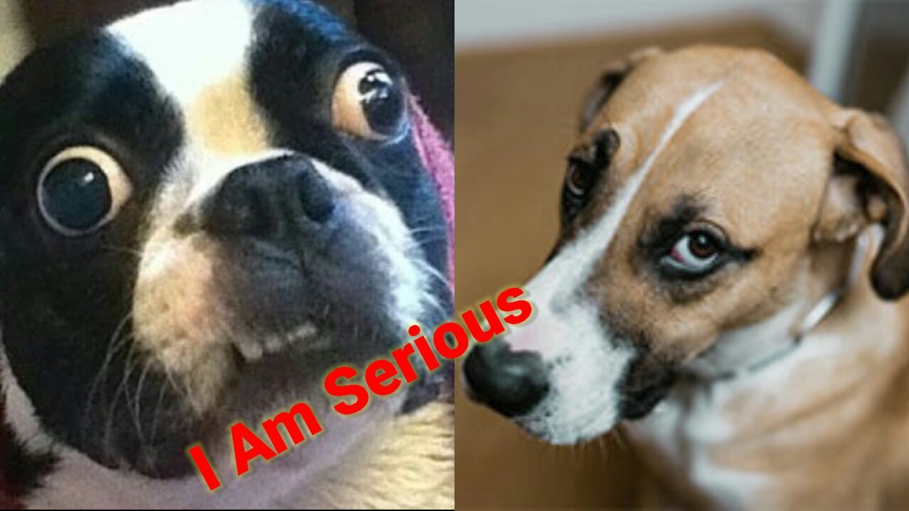 Super Funny Dogs VideoππΆππ