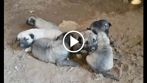 Black Head Shepherd Dog Puppies