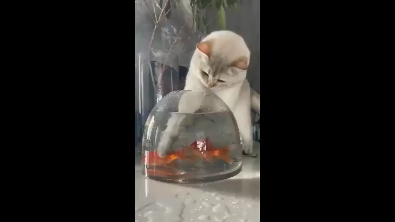 cat try to eat fish