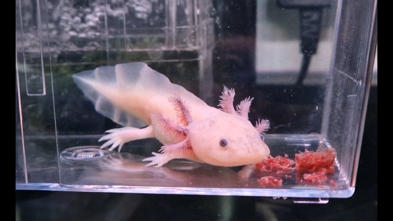 My Juvenile Axolotl