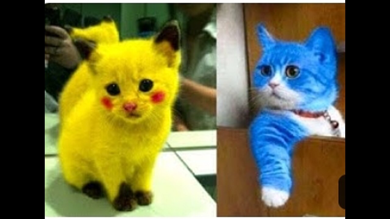 Funny animals 😂😁🤣😺😁😁😁