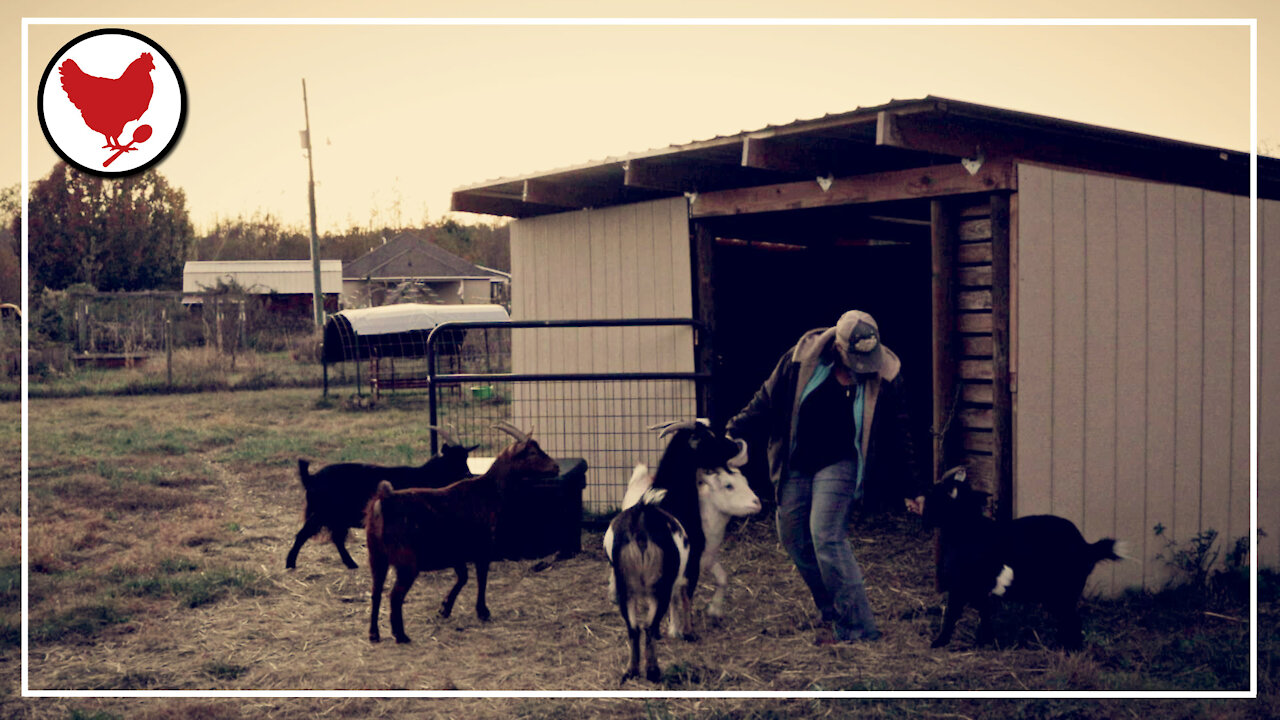 Evening Chores & the Temporary "Buckling Barn" | A Good Life Farm