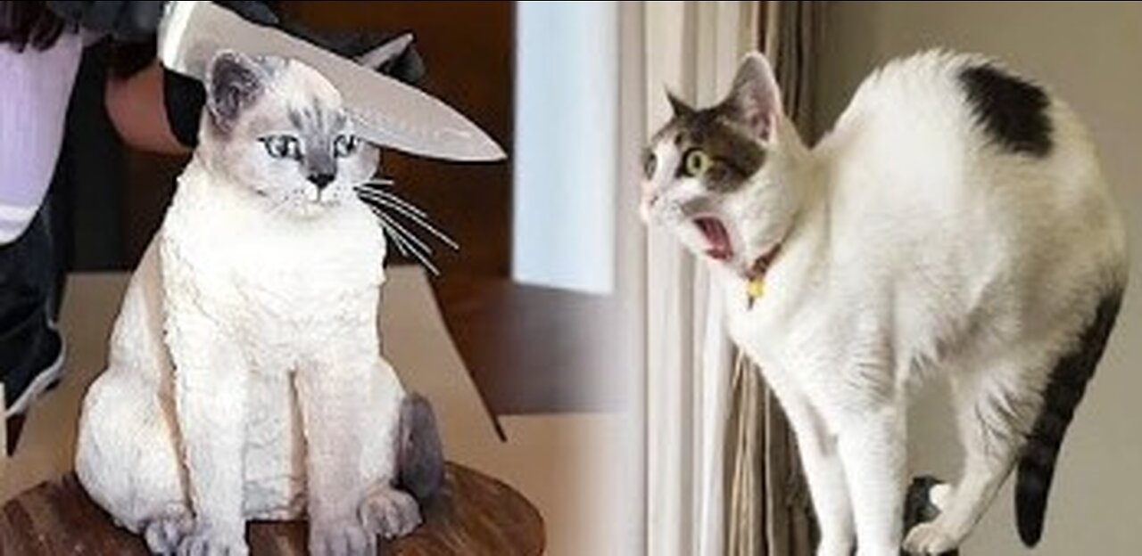 Amusing animal moments, funny videos, and funny creatures are all trending on social media. #04