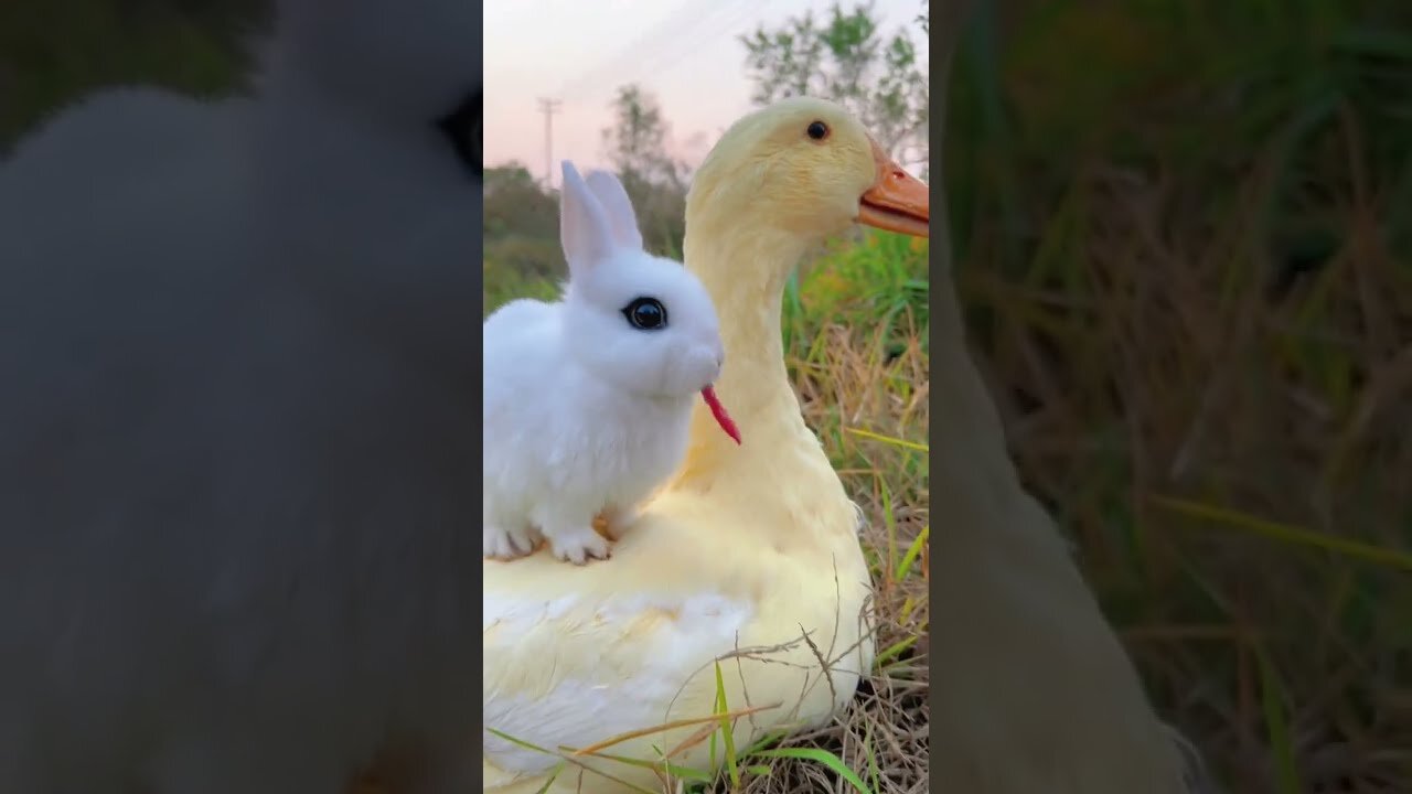 The cute bunny also likes to eat pepper? #shorts #rabbit #bunny #duck