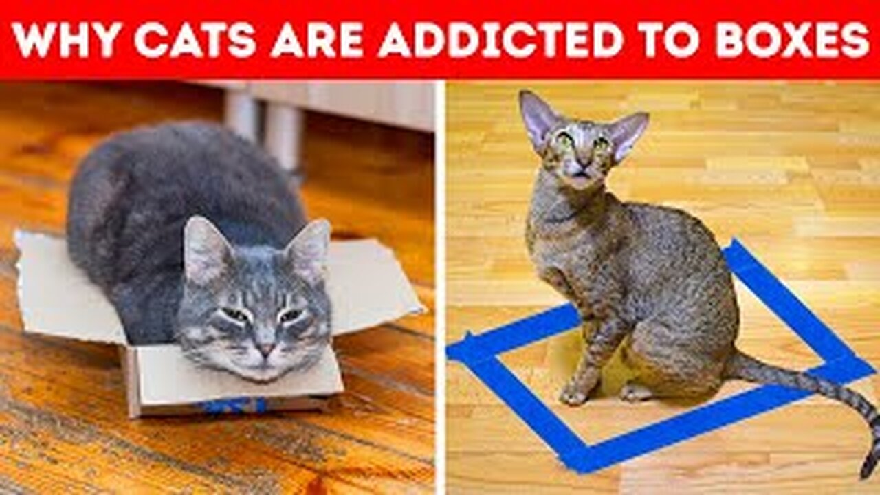 Why cats are addicted to Box : Real facts