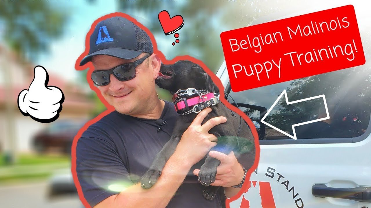 BELGIAN MALINOIS PUPPY - Day One Training!
