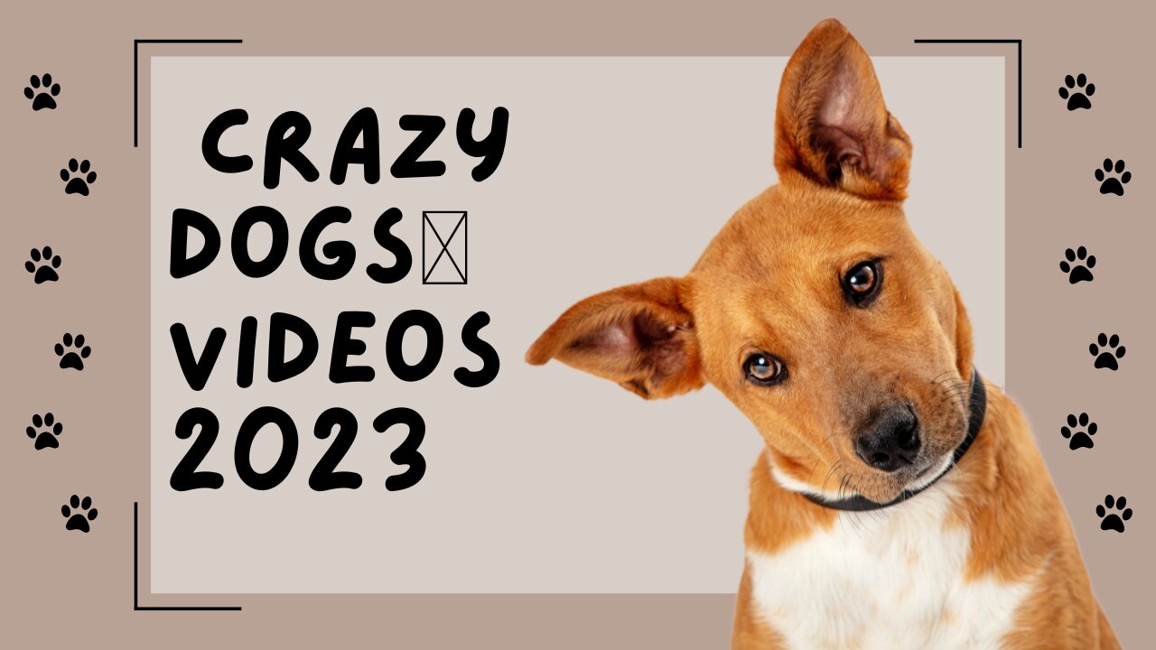 funniest animals videos - and crazy dogs🐶 videos 2023